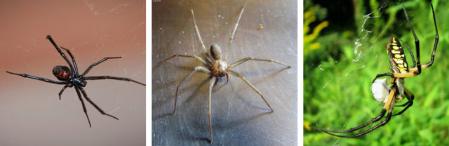 3-spiders Crown pest control family owned