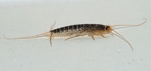 silverfish Crown pest control family owned