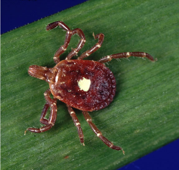 Amblyomma_americanum_tick LoneStar tick Crown pest control