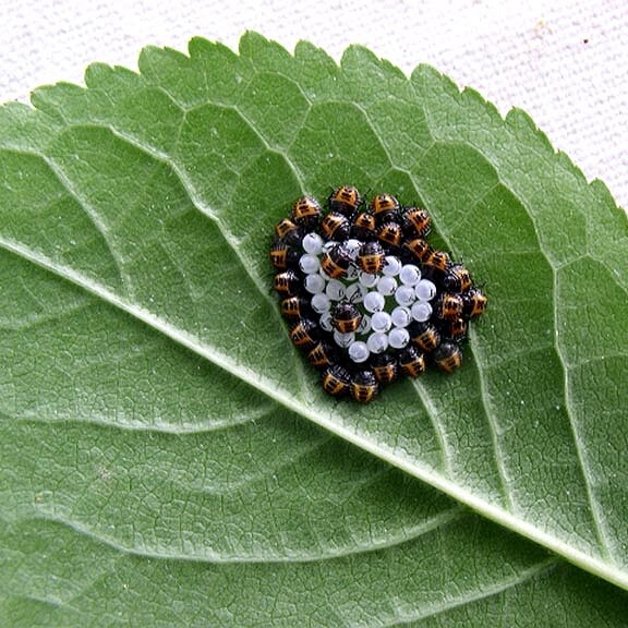 Halyomorpha_halys05 stink bug egg invasive species