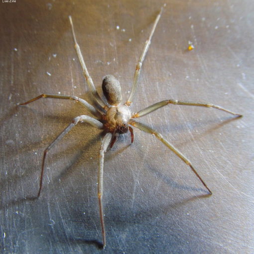Brown Recluse Spider Crown pest control family owned