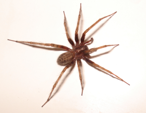 What Do Brown Recluse Spiders Eat?