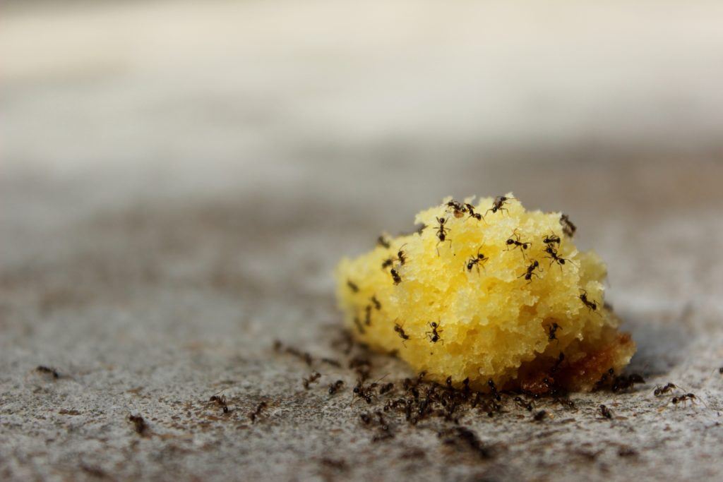 Ants ants Crown pest control family owned