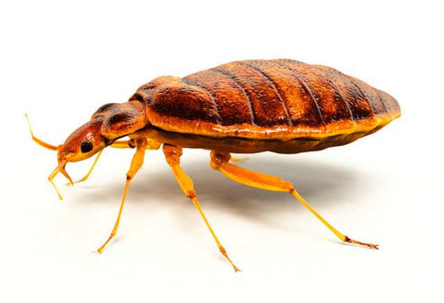 Bed Bug bed bug Crown pest control family owned