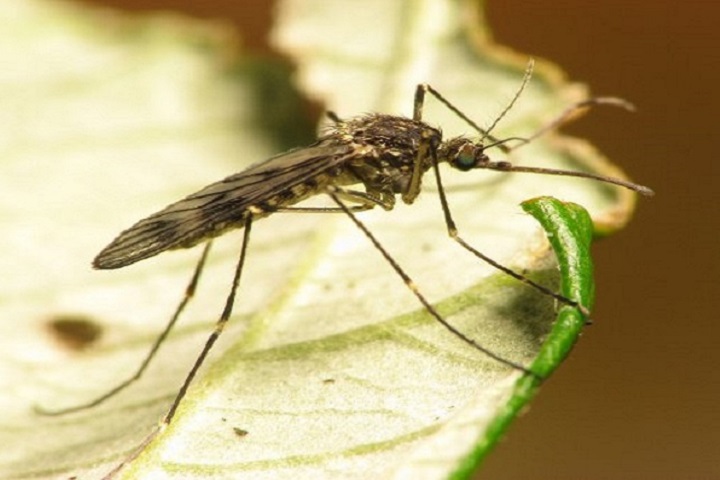 Mosquito a mosquito on a leaf- mosquito residential pest management
