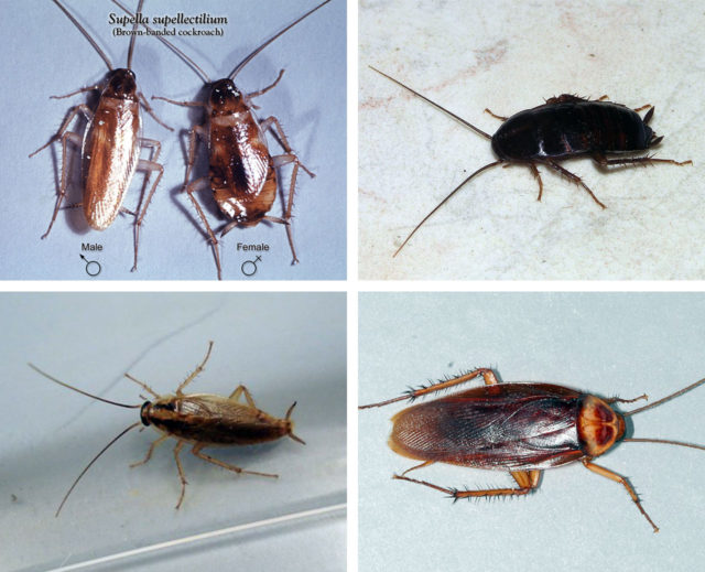 Types Of Cockroaches