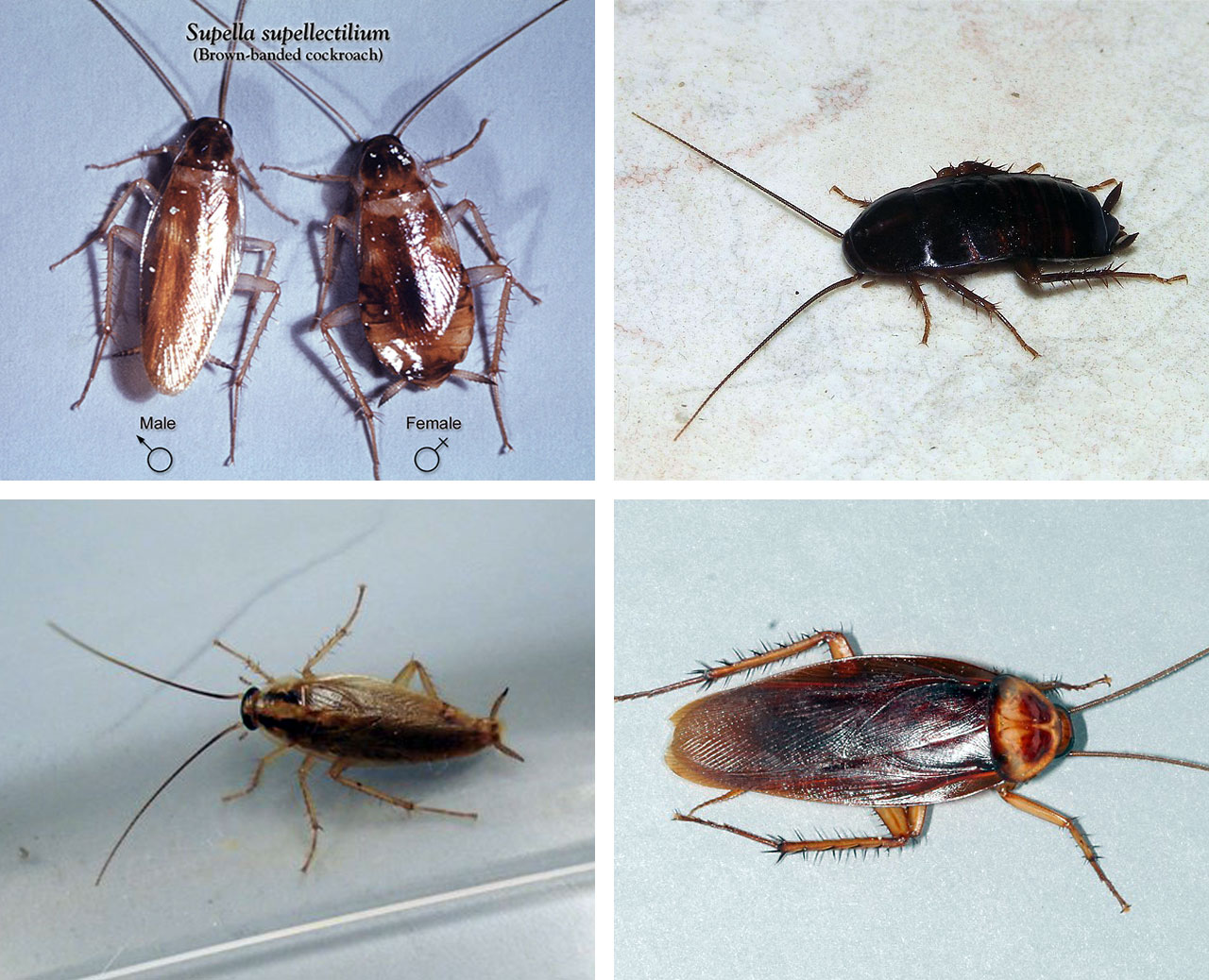 types of cockroach in charlotte