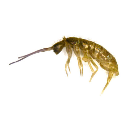 springtail proactive, as well as preventive, pest control services for residential and commercial properties