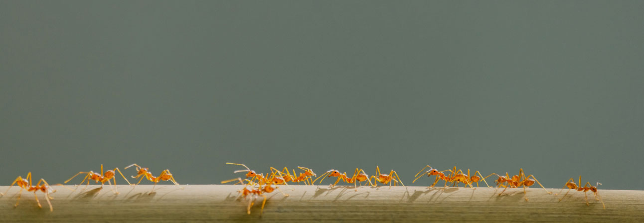 CRO-26727-Aug-Slider3 get rid of black ants in north Carolina