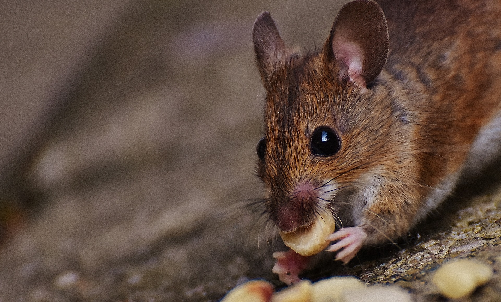 wild mouse Crown pest control rodents Pest Control Charlotte