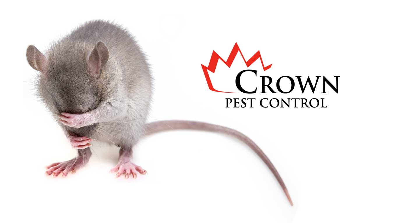 Mice removal Crown Pest Control