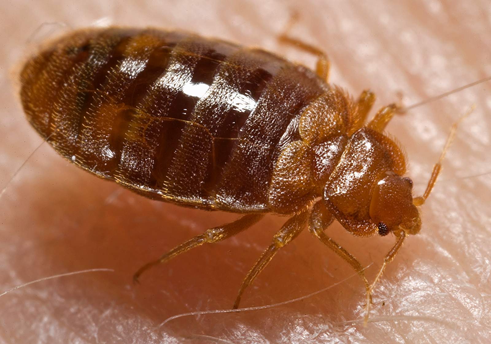 Bed_bugCimex_lectularius beg bug removal Charlotte