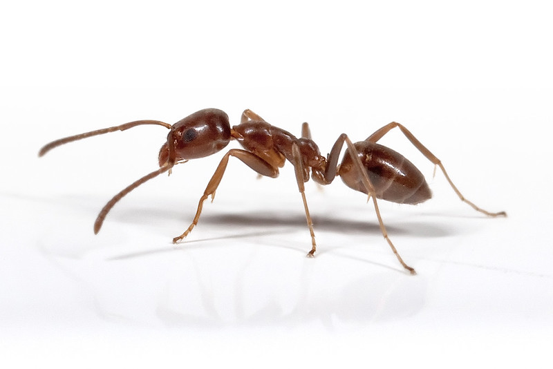 Argentine Ant