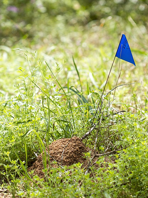 Fire_ant_mound_(16371103174) Fire Ant Control