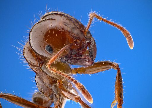 Solenopsis invicta fire ant worker