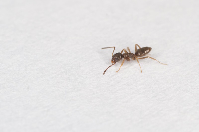 odorous or sugar Ant