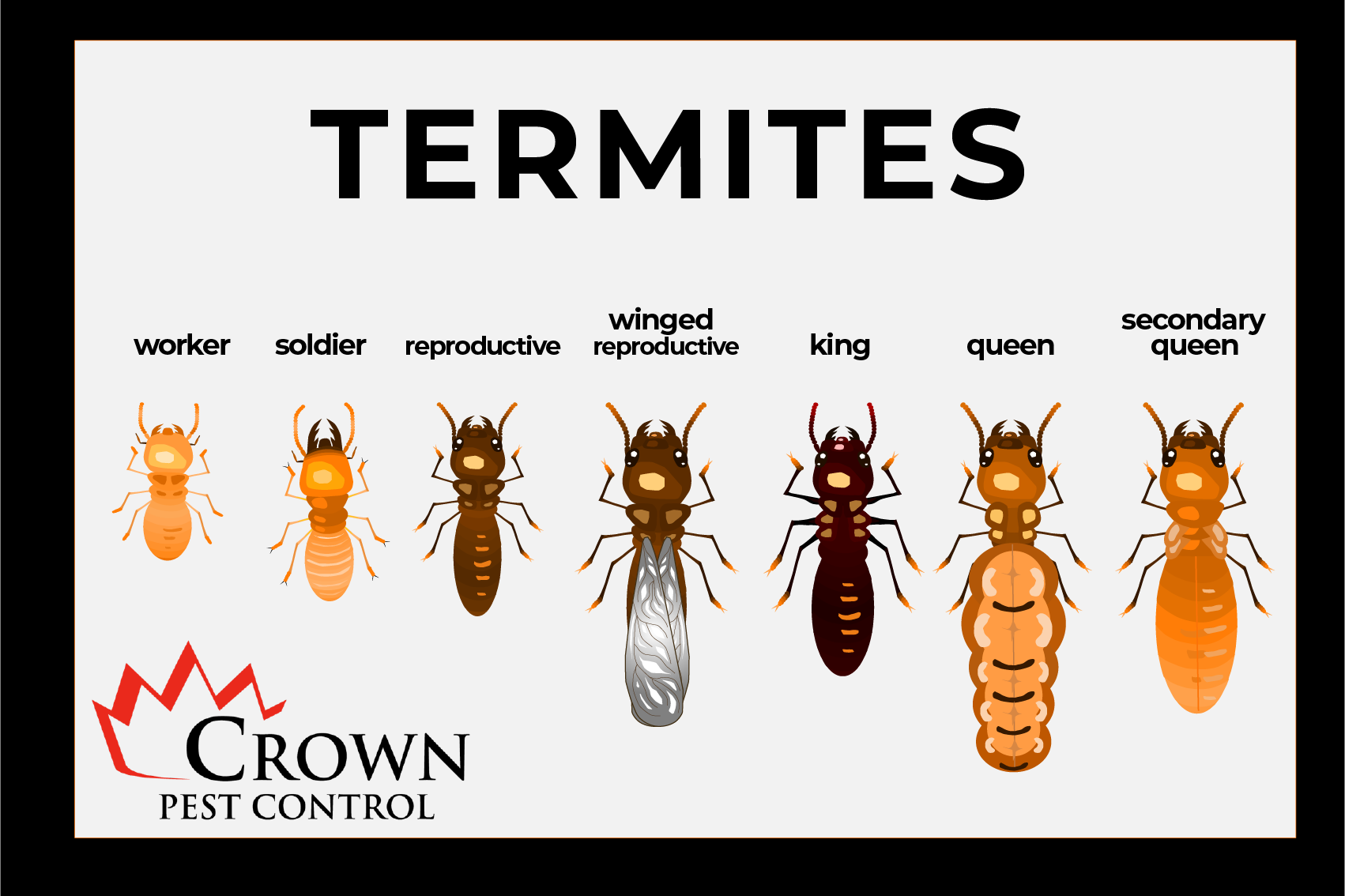various stages of termites
