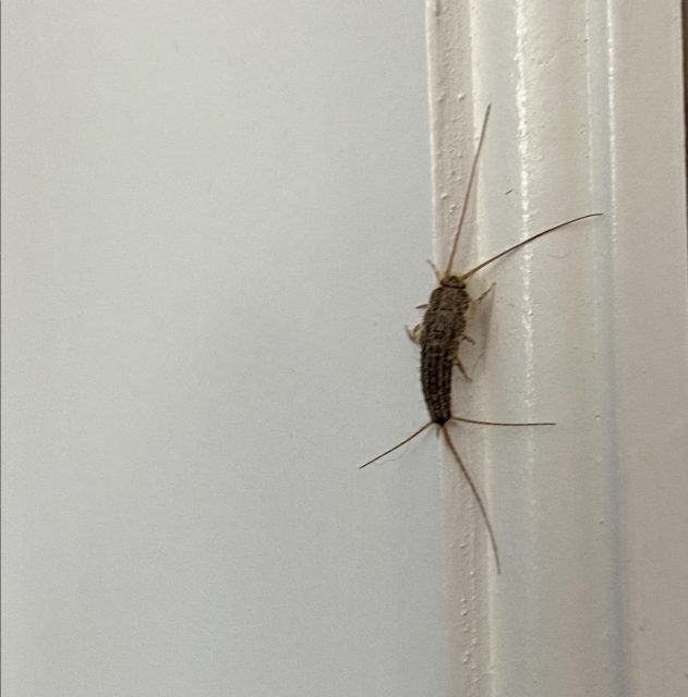 lisa_weberSilverfish Silverfish in home