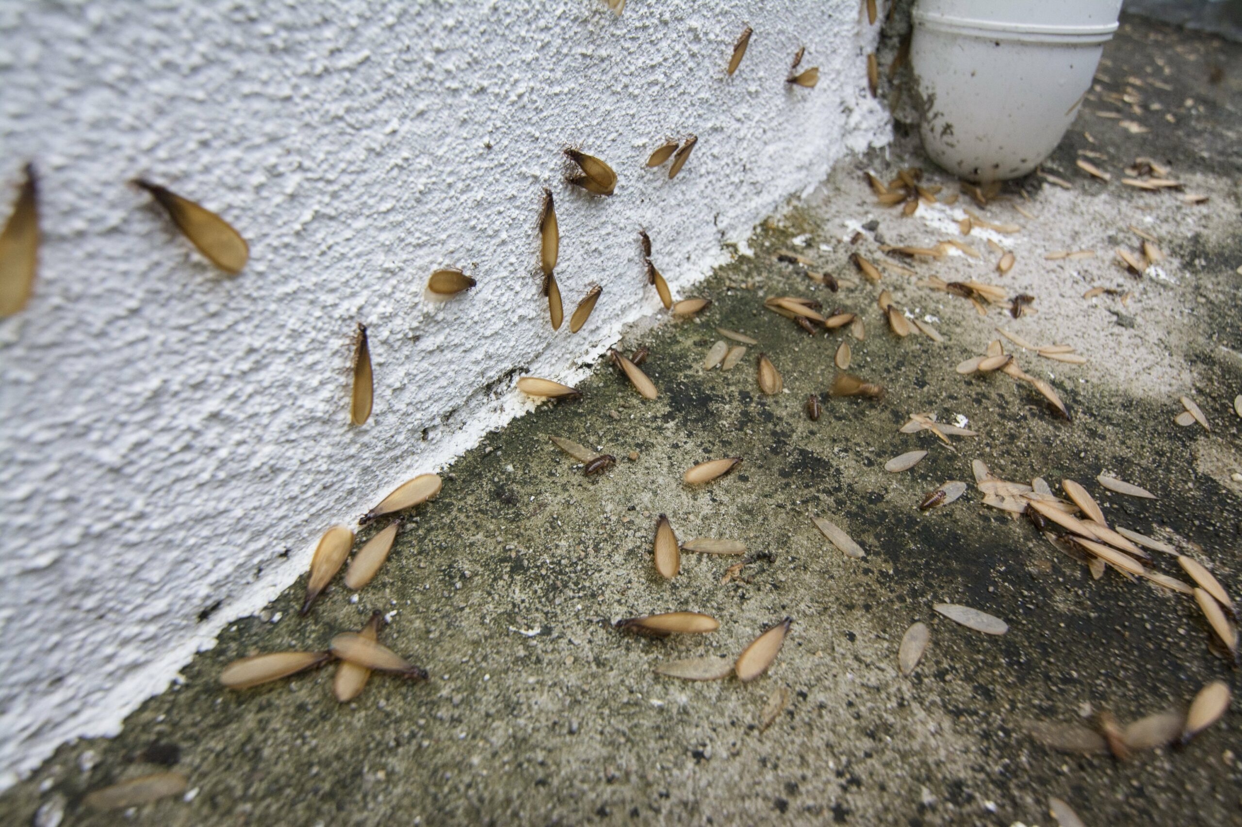 How to Get Rid of Termites