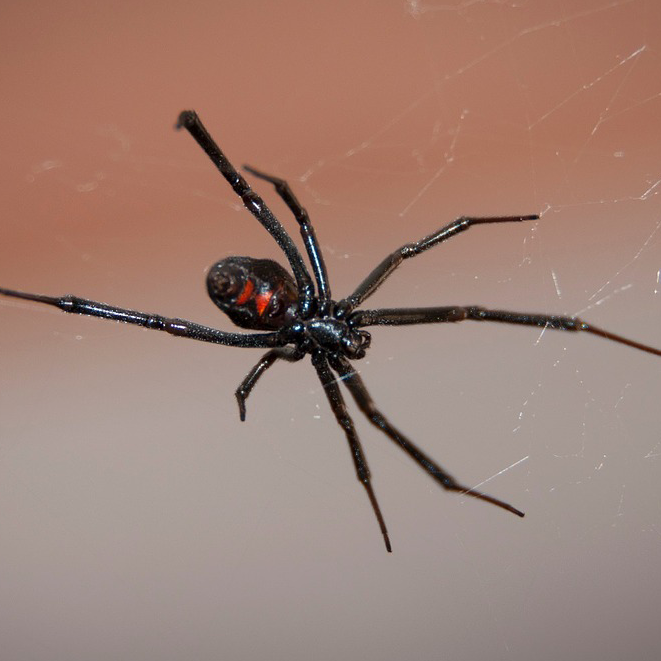 LoneStar tick Crown pest control