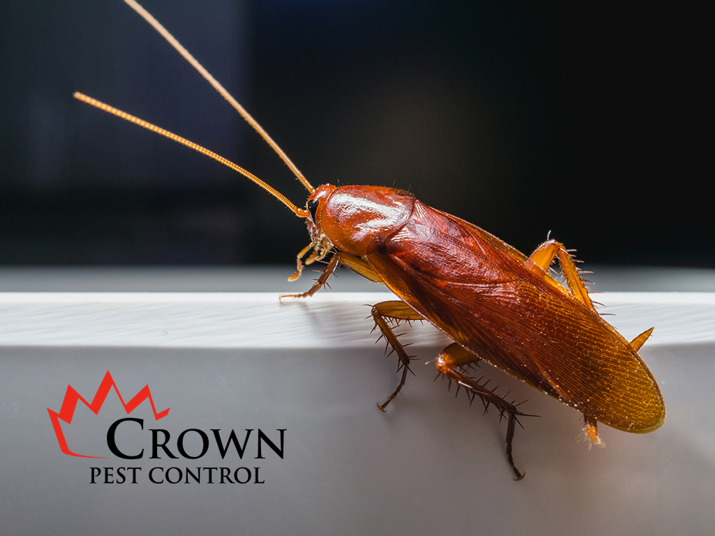 cockroachwithlogoWeb Cockroach