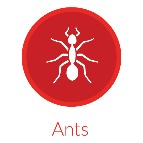 individual Pest Icons-07