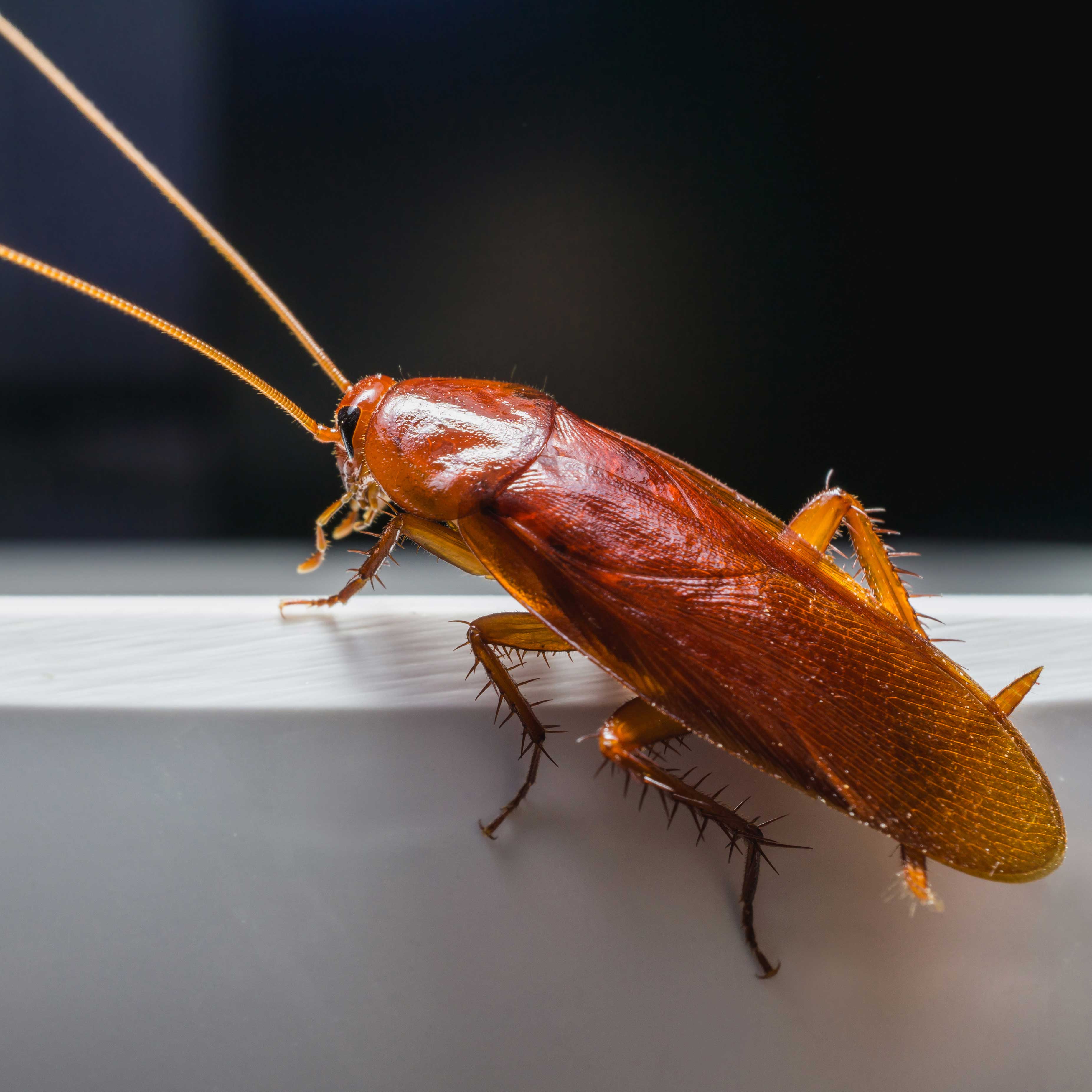 squarecockroach cockroach removal
