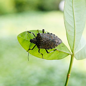 stinkbug Crown pest control family owned