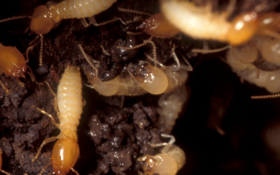 Termite Season