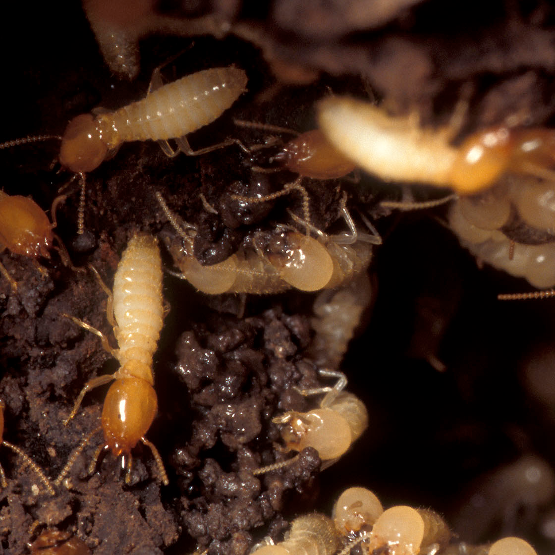 termite2 termite season