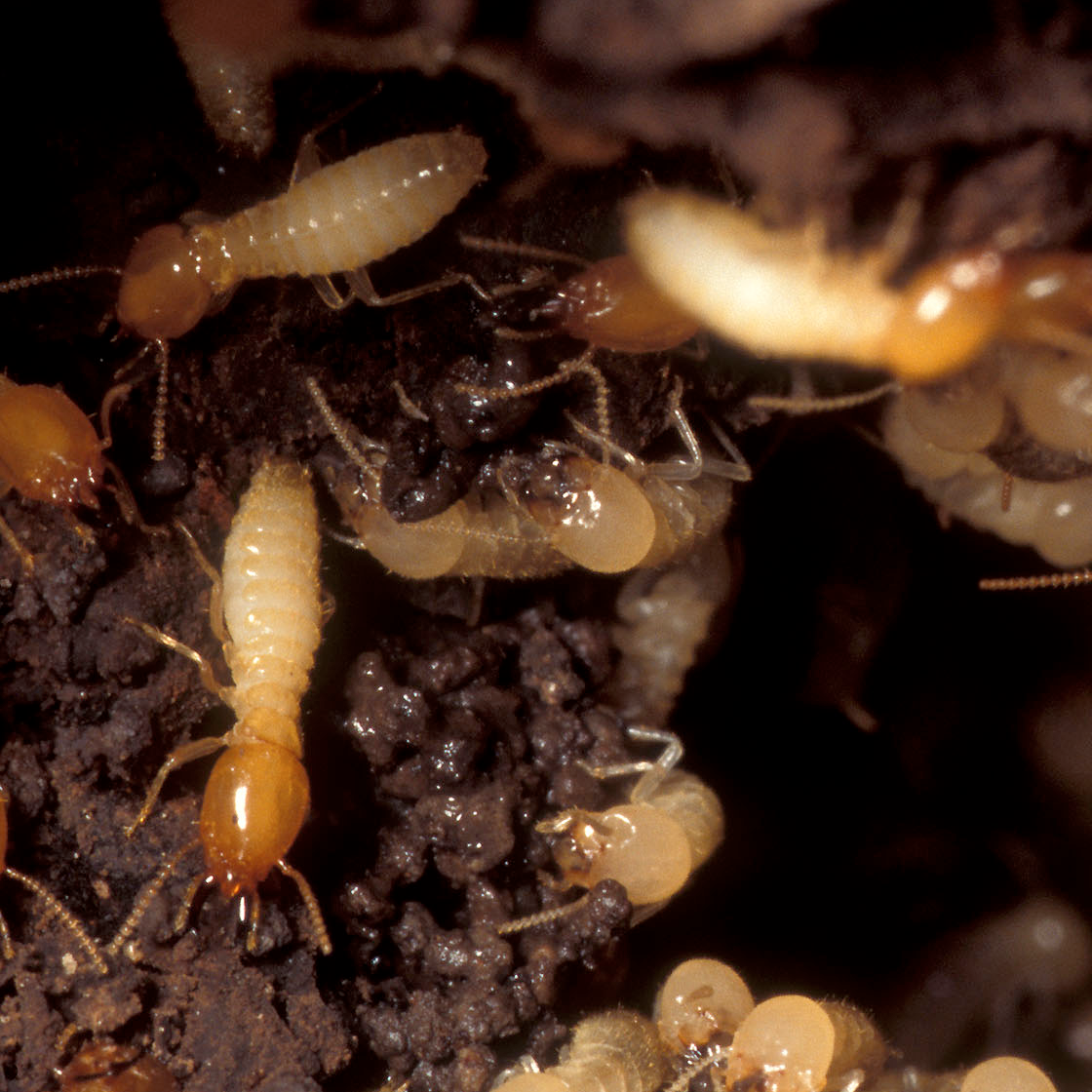 termite season