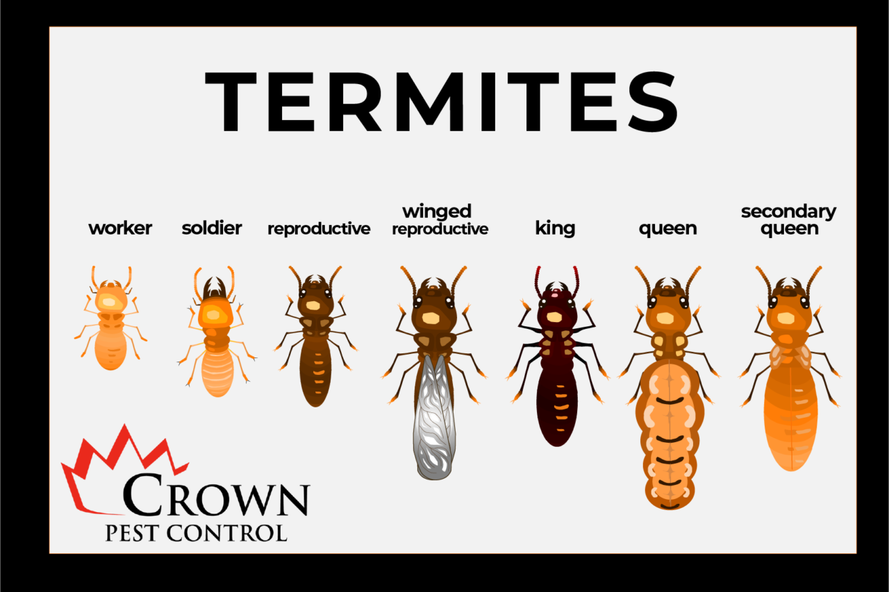 termiteMontserratFont-01-1280x853 what do termites look like