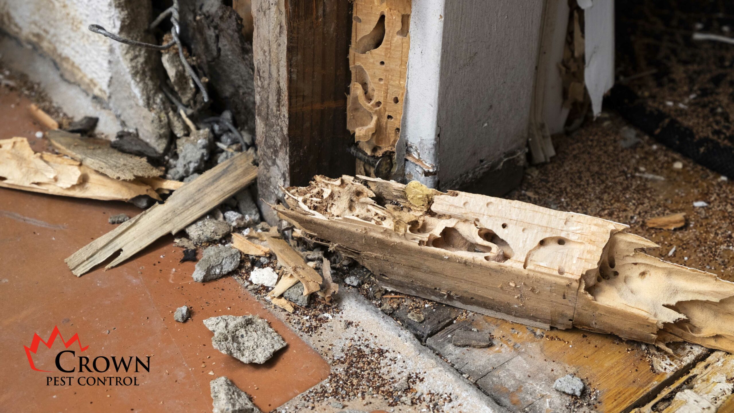 Termite damage