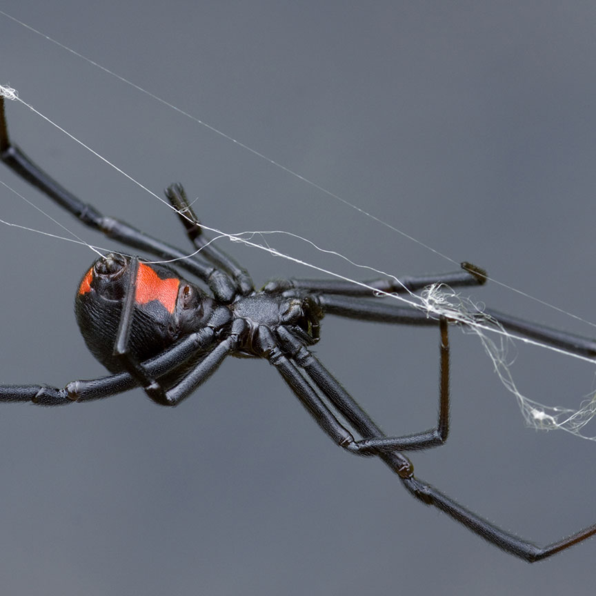 black widow latrodectus