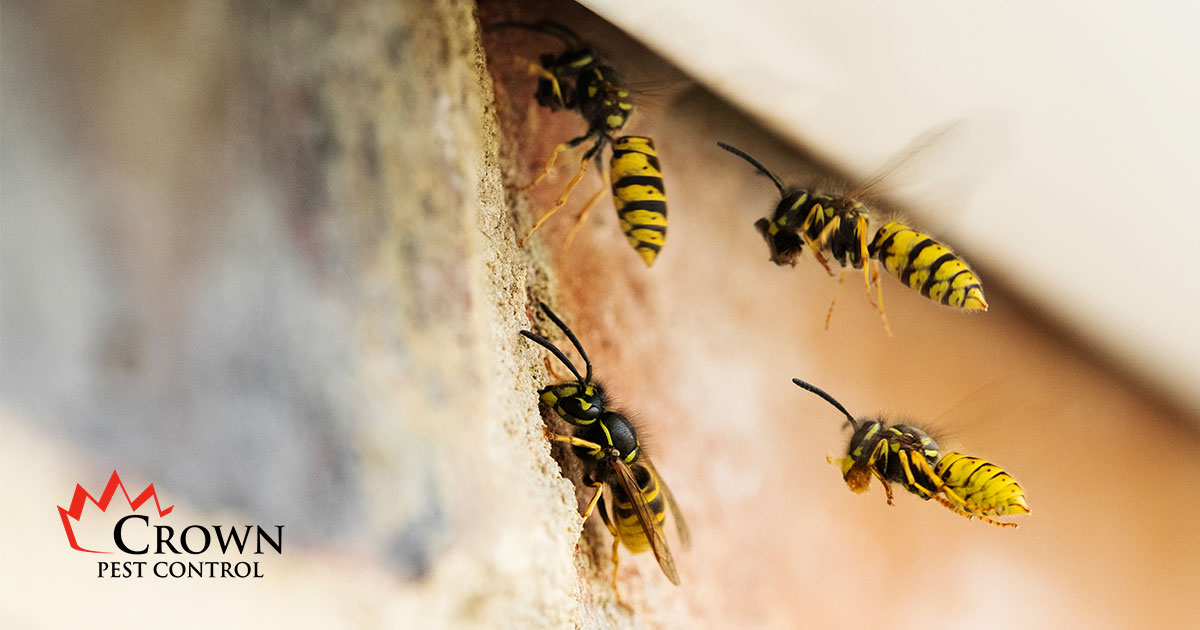 Wasp Wasp in Charlotte