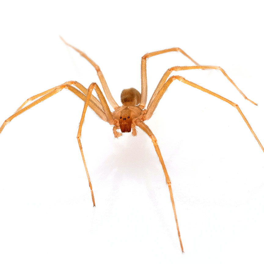 Sq_BrownRecluse Brown Recluse
