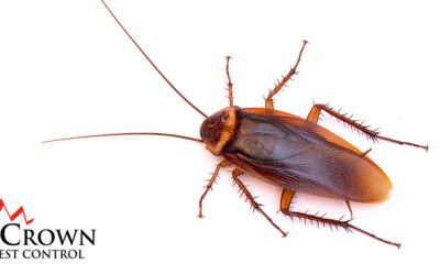 Palmetto Bug vs Cockroach