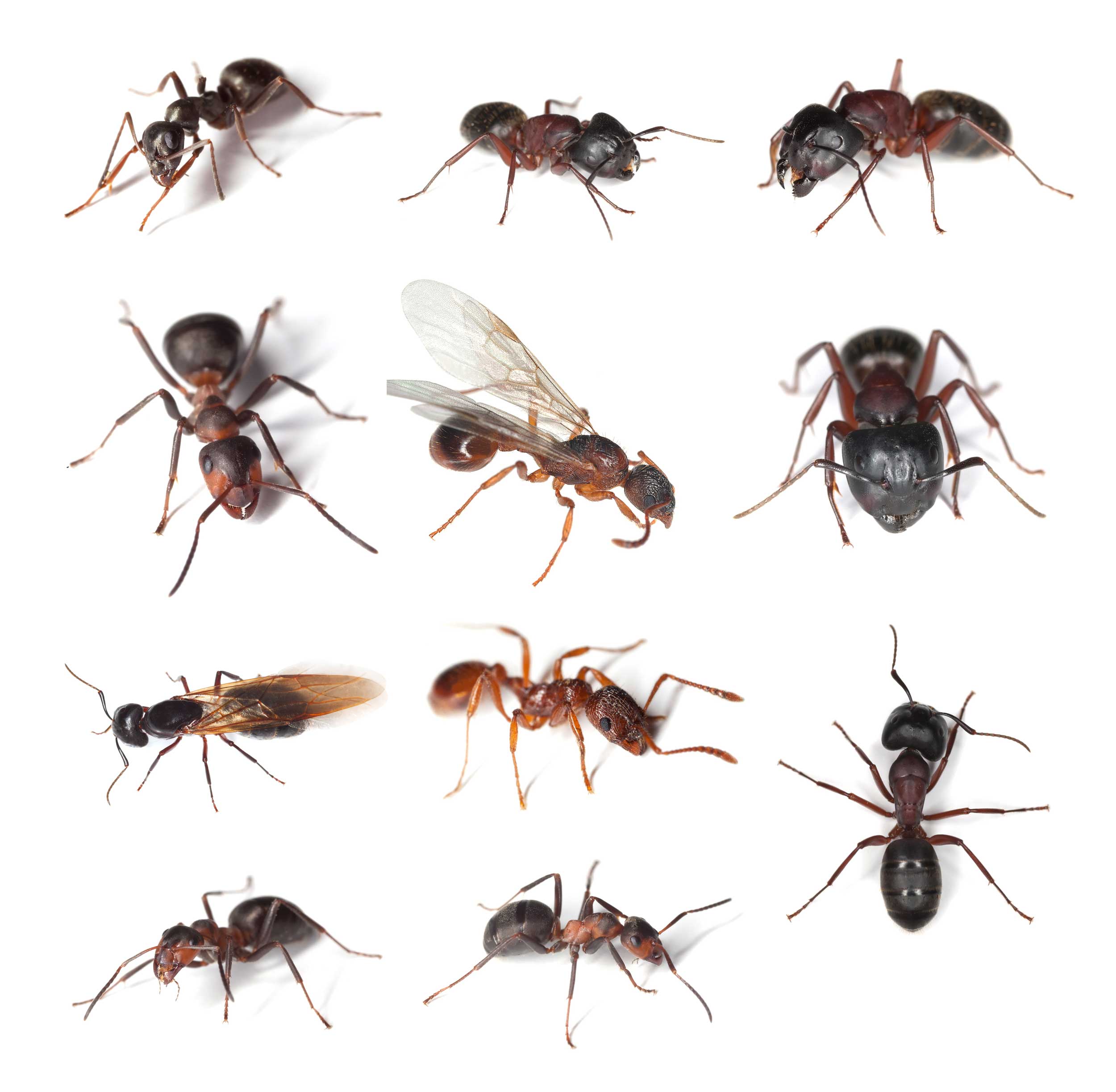 Types of Ants