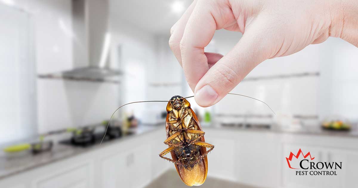 bugInHomeNOV_FB Mount Holly pest control