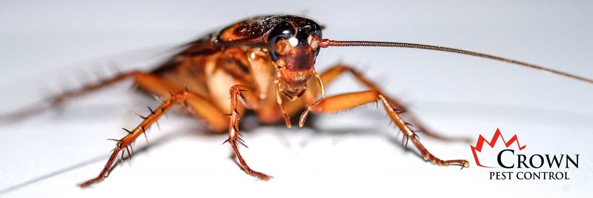 cockroachWebpage one cockroach infestation