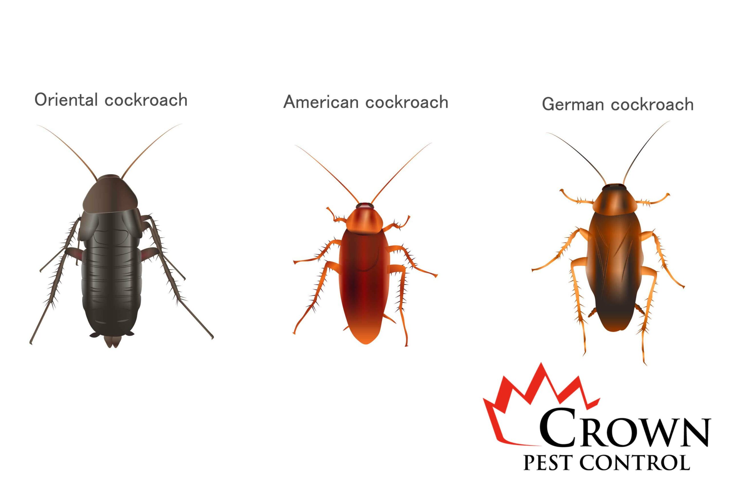 Crown pest Control types-of-cockroaches Types of cockroaches