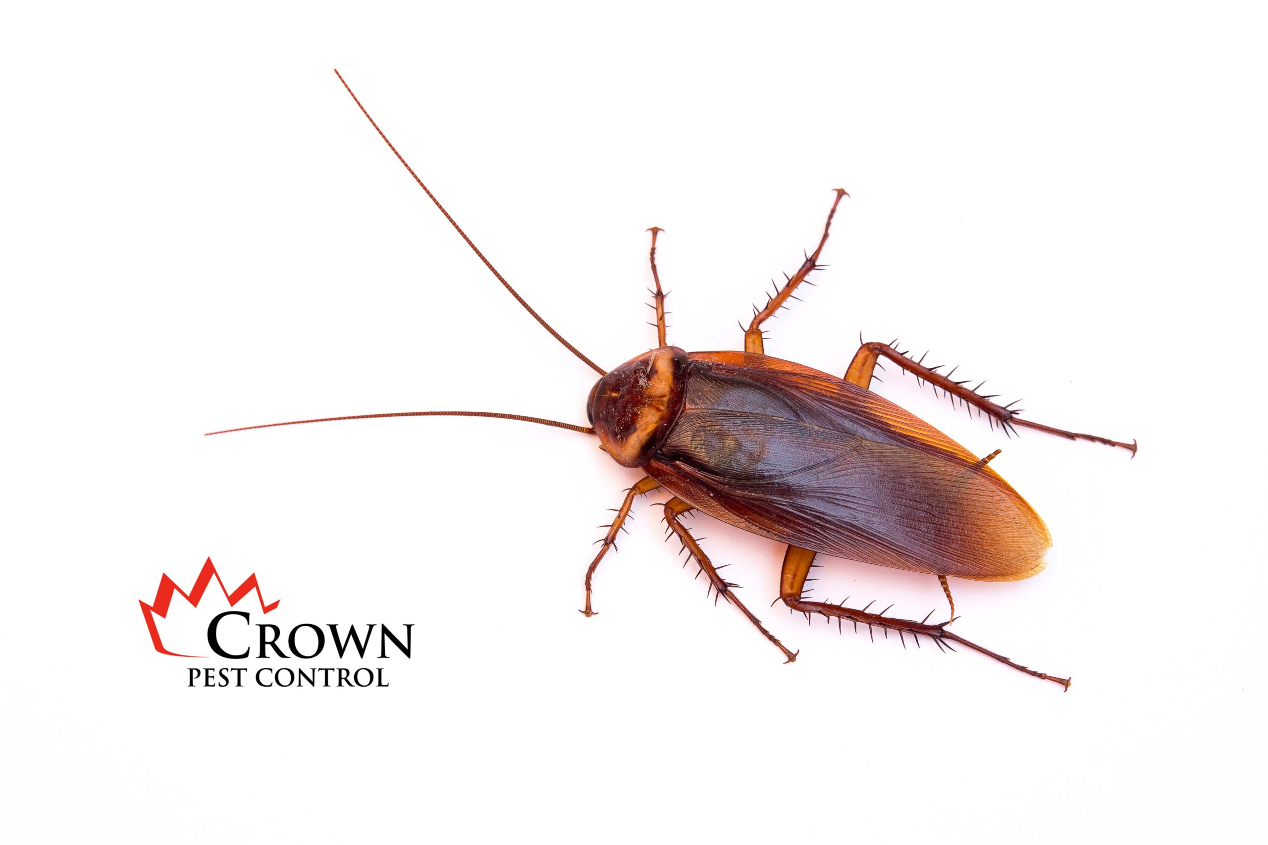 american cockroach-water bug- ship cockroach-crown-pest-control-WEB american cockroach