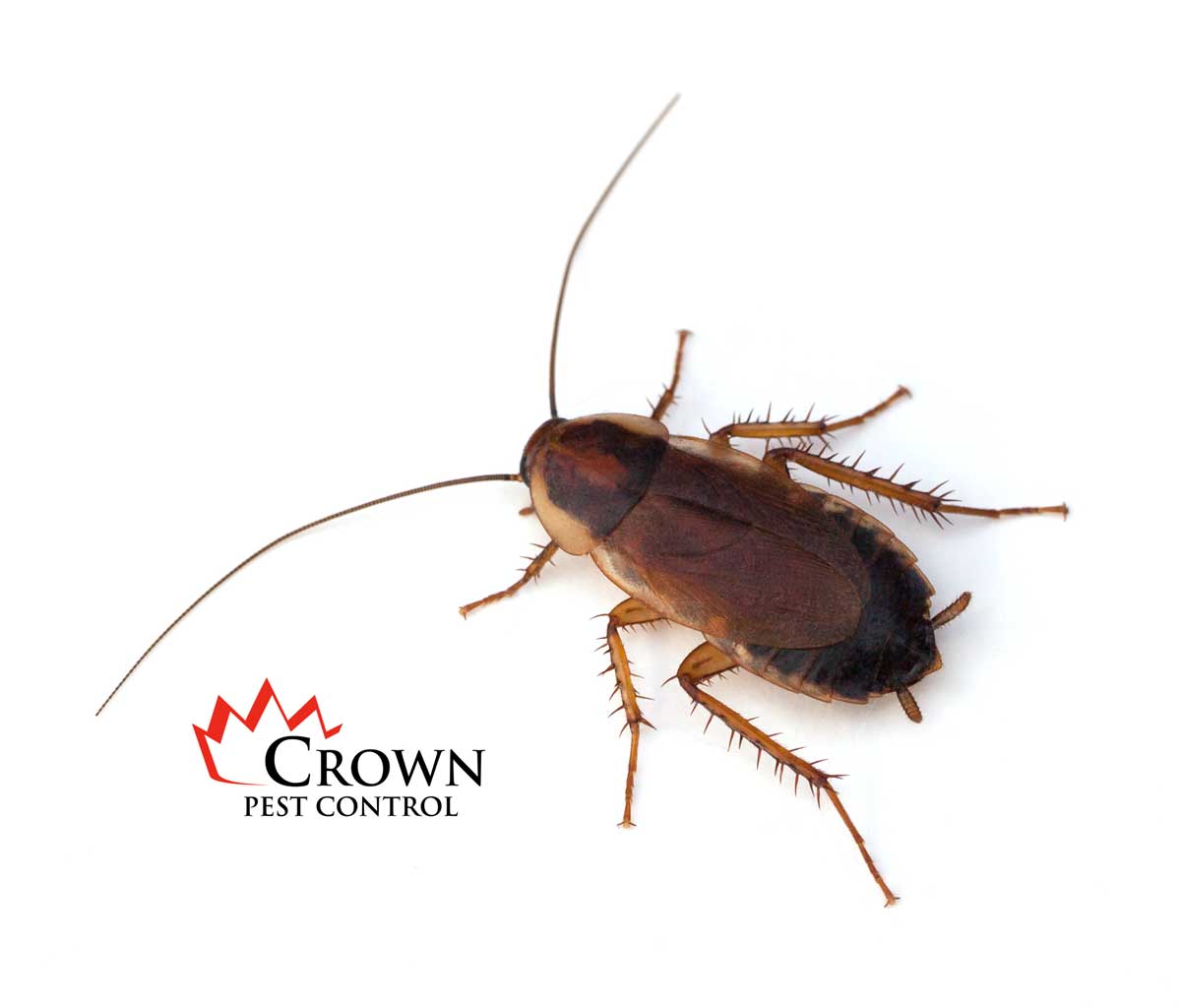 wood-roach-web Wood cockroach
