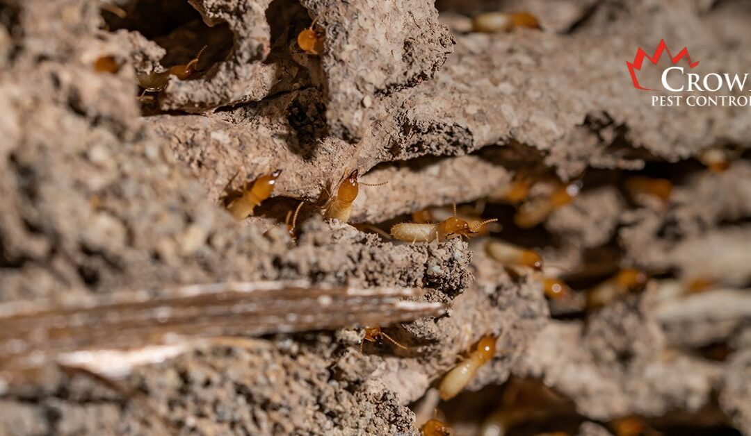 Popular Termite Treatments in Charlotte