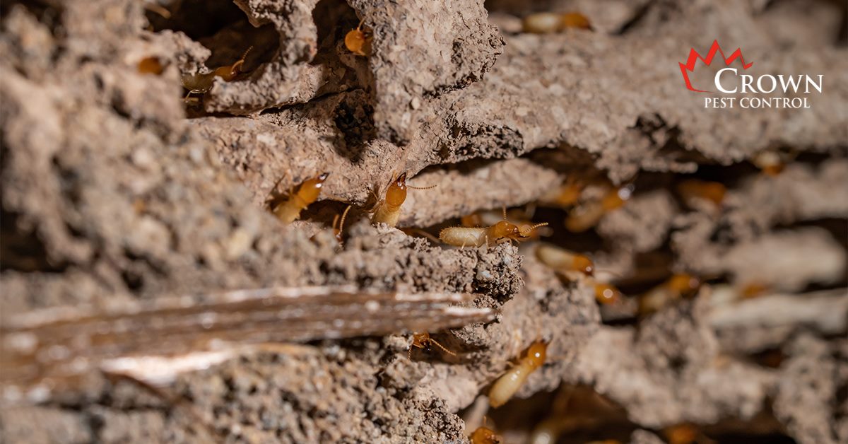 Termite Treatments in Charlotte
