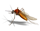 Crown-Pest-Library-Mosquito mosquito