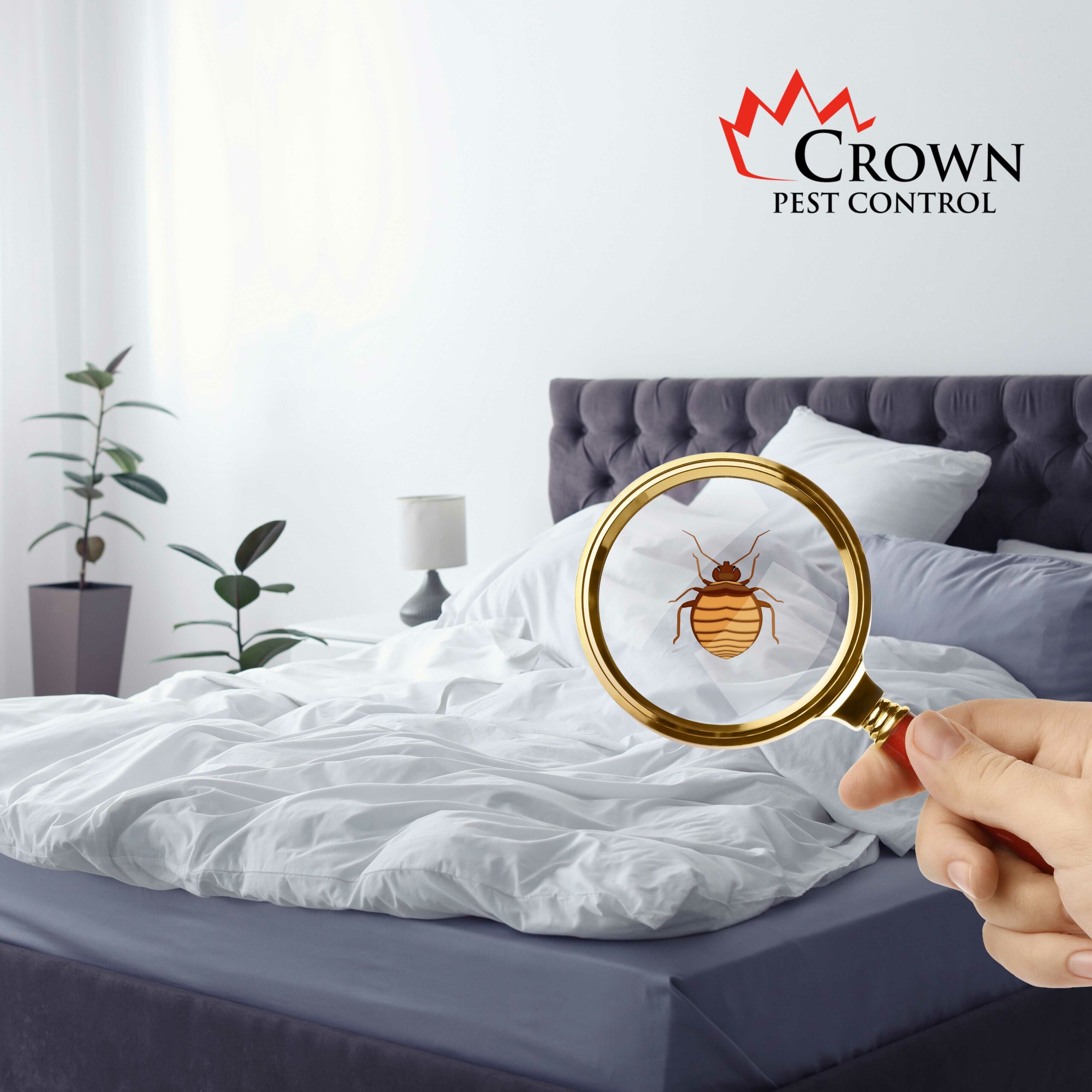 IN_July16_bedbug Residential pest control