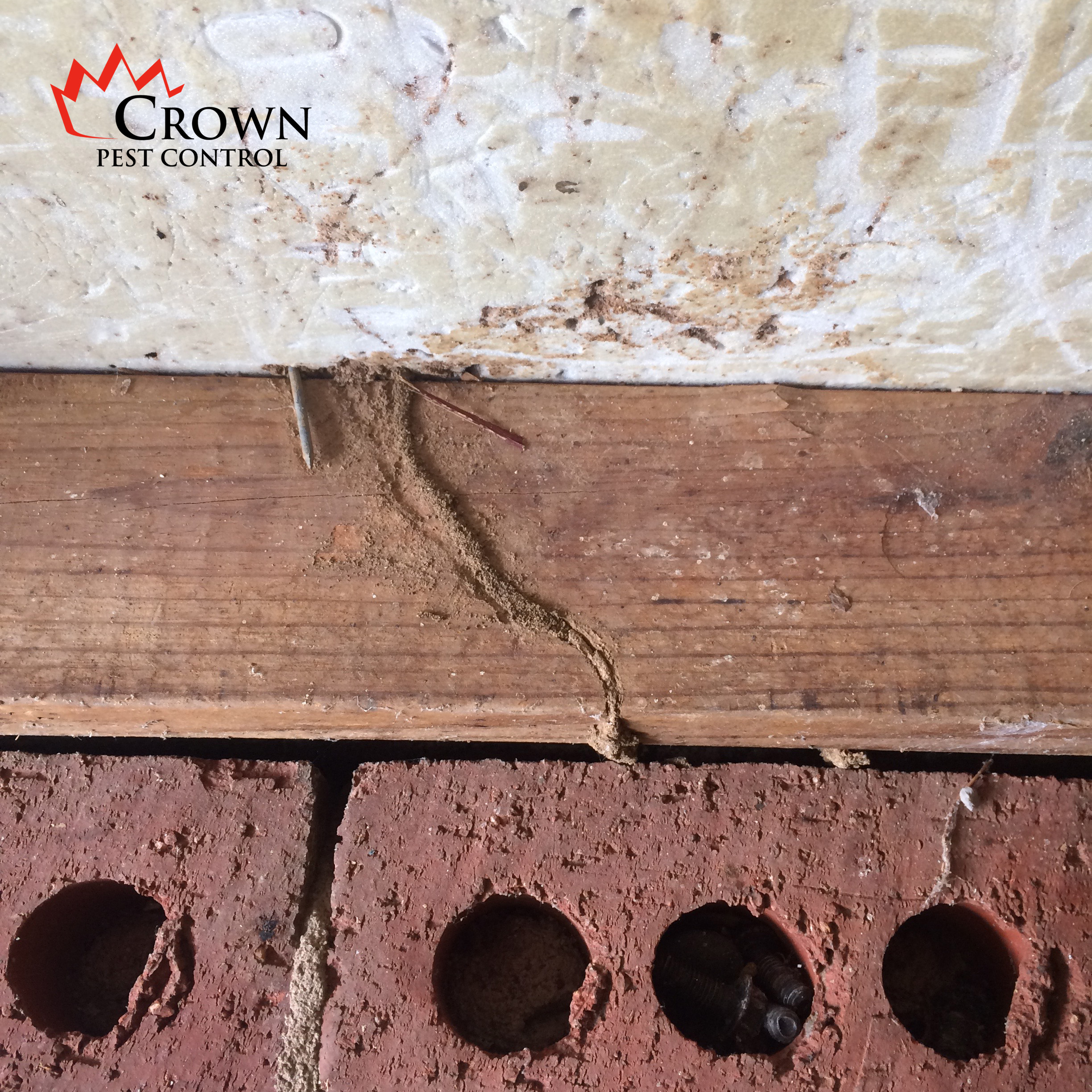 MudTube2 Close-up image showing termite damage on a wooden beam with a mud tube leading to it. The beam is adjacent to a brick structure with holes. The logo of Crown Pest Control, owned by George Bryce in Matthews NC, is visible in the top left corner.