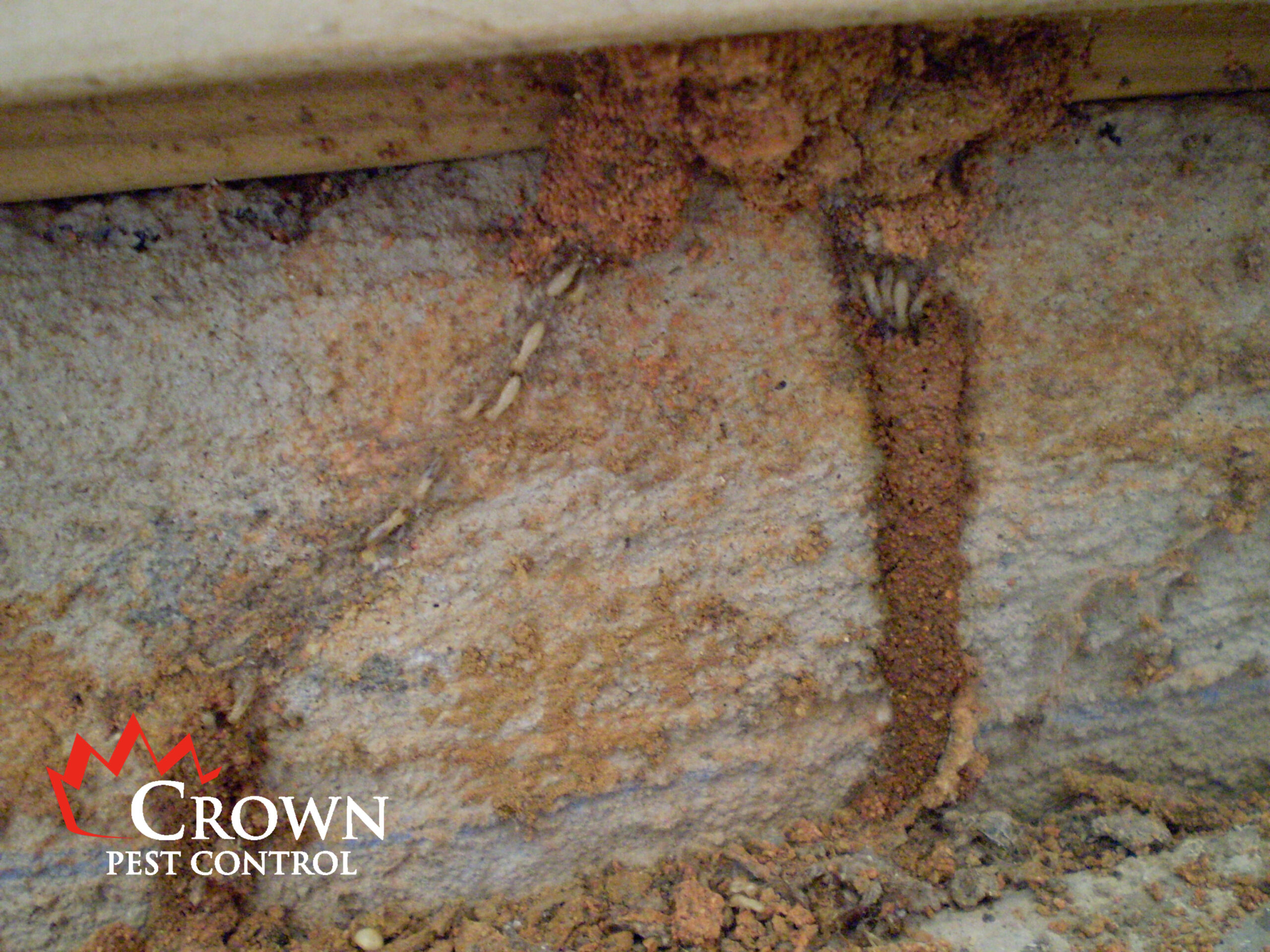 termites in mud tubes