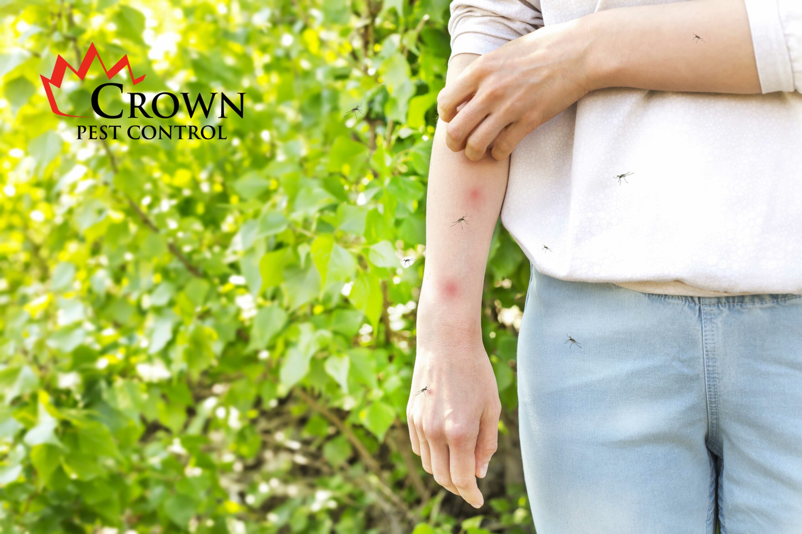 mosquito types of north Carolina mosquitoes